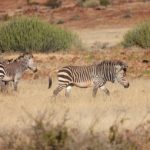 Mountain Zebra Namibia