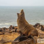 Lachtan cape cross