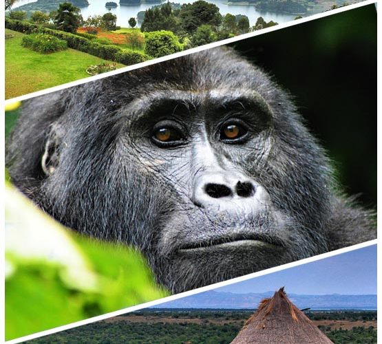 Safari dovolená v Ugandě